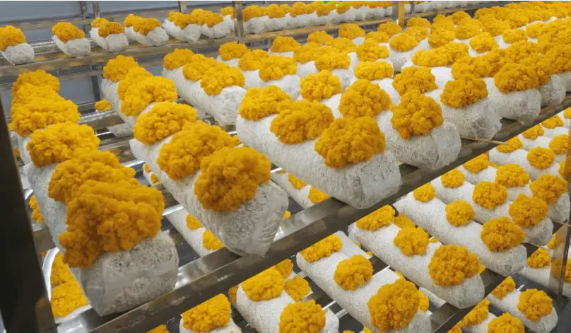 Agricultural products
